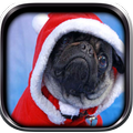 Pug Wallpaper