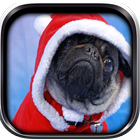 Pug Wallpaper آئیکن