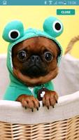 Pug Wallpaper 포스터