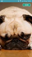 Pug Wallpaper HD imagem de tela 2