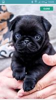 Pug Wallpaper اسکرین شاٹ 3