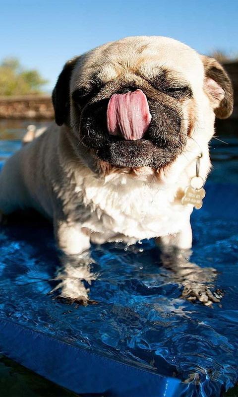 pug licking wallpaper APK for Android Download