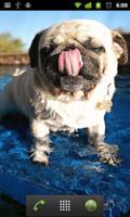 LWP Pug Menjilati screenshot 1