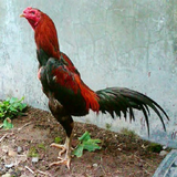 Membuat Ayam Bangkok Pukul Mati icône