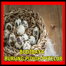 BUDIDAYA BURUNG PUYUH PETELUR APK