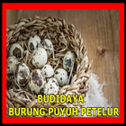 ikon BUDIDAYA BURUNG PUYUH PETELUR