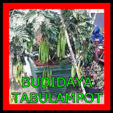 BUDIDAYA TABULAMPOT icône