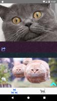 Kitties. Funny cat gifs and ph تصوير الشاشة 1
