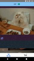 Kitties. Funny cat gifs and ph تصوير الشاشة 2