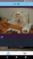 Kitties. Funny cat gifs and ph screenshot 2