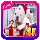 Puppy Christmas Live Wallpaper simgesi