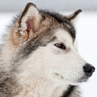 puppy husky wallpapers icon