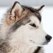 papéis de parede de cachorrinho husky ícone