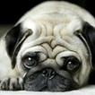 Pug Cachorro De LWP