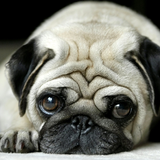 puppy pug wallpapers icône