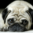 puppy pug wallpapers