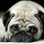 puppy pug wallpapers 아이콘