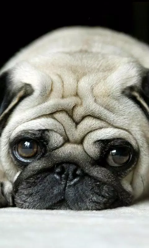 puppy pug wallpapers APK for Android Download