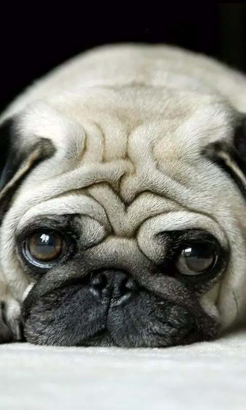 puppy pug wallpapers APK for Android Download puppy pug wallpapers APK for Android Download