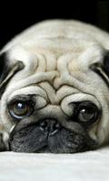 puppy pug wallpapers Affiche