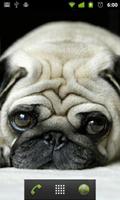 puppy pug wallpapers Ekran Görüntüsü 1