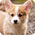 Puppy Wallpaper