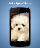 Puppy Live Wallpaper ảnh chụp màn hình 1