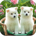 Puppy Wallpaper