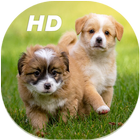 Cute Puppies Live Wallpapers HD simgesi