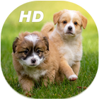 Cute Puppies Live Wallpapers HD アイコン