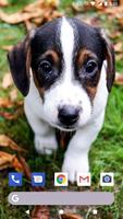 Cute Puppies Live Wallpapers HD الملصق