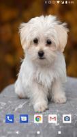Cute Puppies Live Wallpapers HD 截图 1