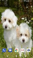 2 Schermata Cute Puppies Live Wallpapers HD