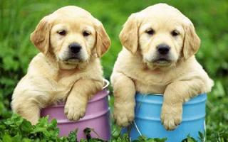 100 doors puppies ภาพหน้าจอ 2