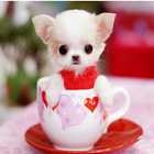 Puppies Live HD Wallpaper biểu tượng