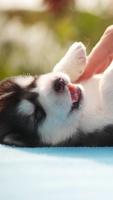 Puppies Live HD Wallpaper ảnh chụp màn hình 1