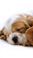 Puppies Live HD Wallpaper ảnh chụp màn hình 2