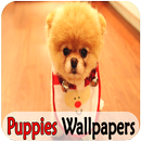Puppies Cute HD Wallpaper APK
