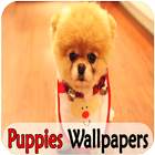 Puppies Cute HD Wallpaper icône