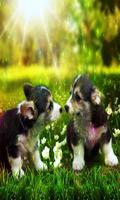 Puppies Cute HD Wallpaper capture d'écran 2