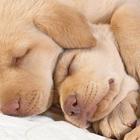 Puppies Wallpaper 2018 Pictures HD Images Free アイコン