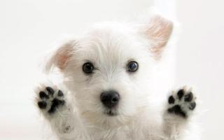 Puppies Wallpaper 2018 Pictures HD Images Free скриншот 1