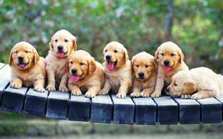 Puppies Wallpaper 2018 Pictures HD Images Free screenshot 2