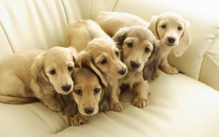 Puppies Wallpaper 2018 Pictures HD Images Free capture d'écran 3