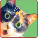 SlivkiShow канал - опыты лайфхаки и кот Куки APK