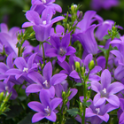 LWP Violet Fleur icône