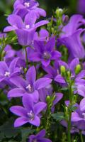 LWP Violet Fleur Affiche