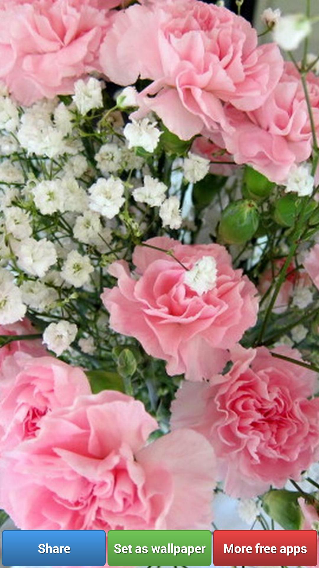 Carnation For Mum Wallpapers For Android Apk Download