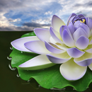 Lotus Flower Wallpapers APK