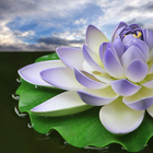 Lotus Flower Wallpapers icon